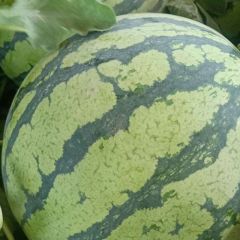 太康县美都西瓜大量供应