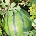 瓜瓤不硬甜度高 码头露天西瓜上市