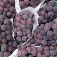 山东聊城万亩葡萄基地