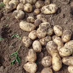 惠民土豆大量上市中，咱们这是沙土地