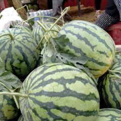 河南西瓜头茬不嫁接美都大量上市诚信代收代发团队