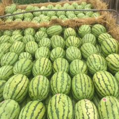 甘肃西瓜 白银西瓜 靖远西瓜 金花一号 金城五号