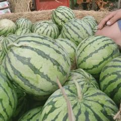 河南省扶沟县大量供应美都西瓜