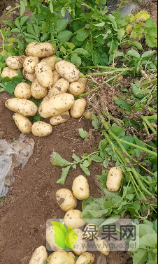 大量新土豆待售（7月中旬有豆角）