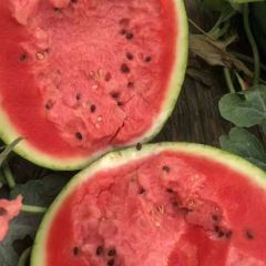 清苑甜王 惊心 大量有货