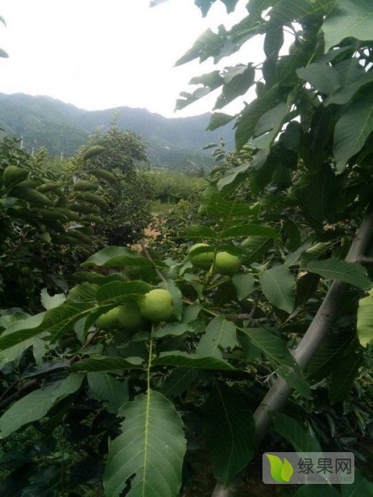 2020年山西永济青皮核桃价格