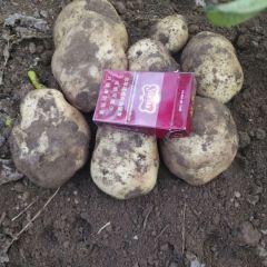 黄皮黄心土豆大量上市