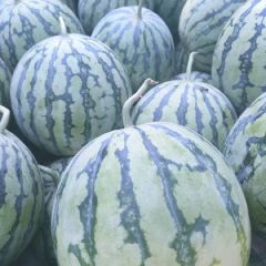 河南省太康县芝麻洼西瓜代办8424（美都）西瓜大量上市，从开始