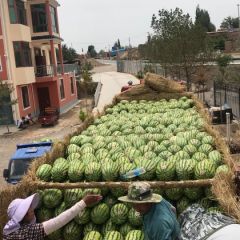 甘肃靖远硒砂瓜2021全国招商中_商超 电商 大市场