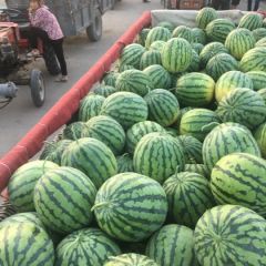 周口市扶沟县美都大量上市，品种繁多，合作共赢。