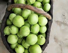 陕西蒲城早酥梨大量成熟，皮薄汁多，产地直供