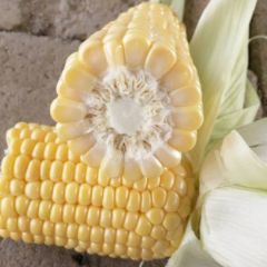 奥弗兰甜玉米即将上市