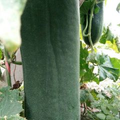 产地值供，黑皮冬瓜，质量好