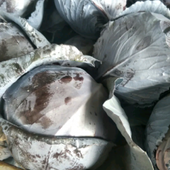 精品紫甘蓝，欢迎大家前来购买！