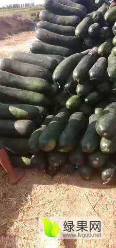 清苑冬瓜 地冬瓜和吊冬瓜，质优价廉