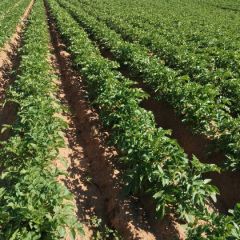 武川县代购，代销各类品种土豆