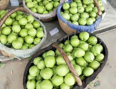 陕西蒲城早酥梨大量成熟，产地直供，一条龙服务