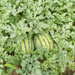 开封通许8424，美都西瓜大量上市