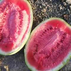 旱地沙田西瓜 味甜汁多好运输 一站式无忧服务