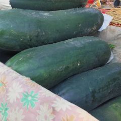 保定清苑黑皮冬瓜吊冬瓜大量供应，市场加工厂都适用！