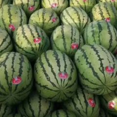 大量求购硒砂瓜、甜王、黑美人西瓜