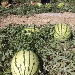 靖远高湾硒砂瓜金花一号，13830020846