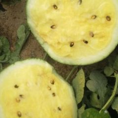 河南开封通许代发代收西瓜