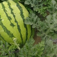 甘肃会宁县砂田西瓜