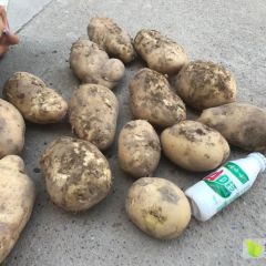 早熟土豆大量上市，合作社直供，欢迎选购。