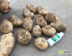 早熟土豆大量上市，合作社直供，欢迎选购。