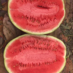 白银靖远旱砂田硒砂瓜大量上市