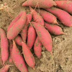 苏北千亩基地种植西瓜红蜜薯