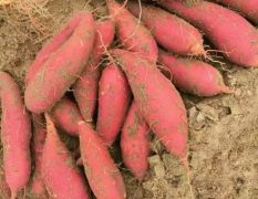 苏北千亩基地种植西瓜红蜜薯