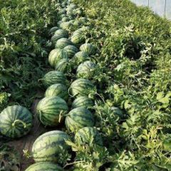 美都头茬无籽西瓜大量上市