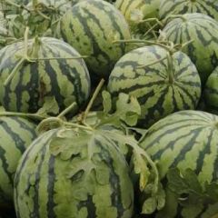 精品美都，瓜型好，个头均匀，甜度高等