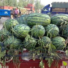 山东大量供应京欣，冠龙 甜王保证质量