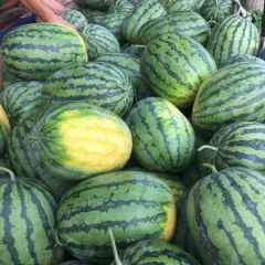 春光六二长花瓜系列大量上市