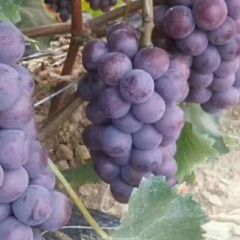 聊城万亩蔬菜葡葡基地