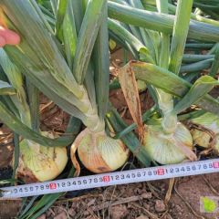 阜新洋葱大量上市