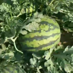 甜甜的西瓜开园了