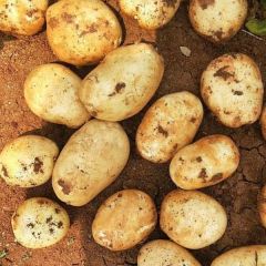 诚信武川，四子王旗土豆葵花购销中心