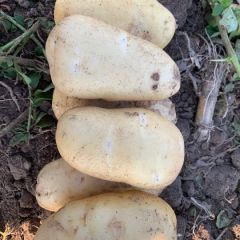 平度土豆大量上市，颜色好薯型好无黑心，价格美丽
