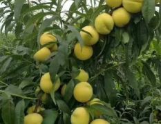 黄桃，万亩黄金冠罐头桃七月底大量上市