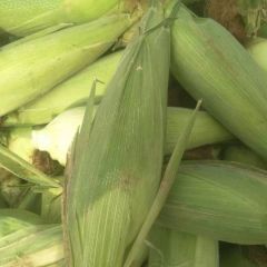 大量供应甜玉米棒糯玉米棒鲜玉米棒水鲜玉米大量上市糯玉米种植基地上市了