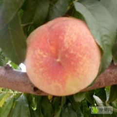 河北饶阳苹果桃：官厅乡周丙刚