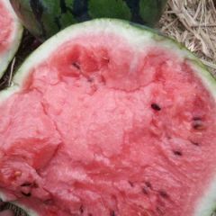 京欣花麒麟西瓜大吨位供货