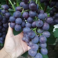 暖棚玫瑰香葡萄上市中