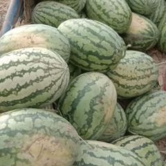 二十年水果经验携手与大家共赢2023