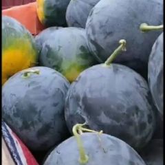 西瓜基地直销，自根苗黑皮无籽西瓜西瓜上市全国代发，质量保障