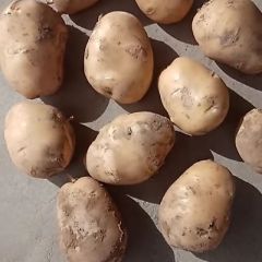 新加黄心土豆三两起1元斤